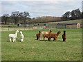 The Alpaca Paddocks at Norcott Court Farm