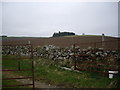 A hillside copse