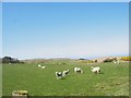 Grazing sheep on land between Bryn Goelcerth and Mynachdy