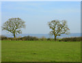 2009 : From the A359 north of Gilcombe Farm