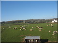 Sheep at Llanallgo