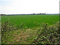 Looking SE across the field to Stelling Lodge Farm