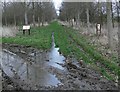 A very muddy Till Hill Poplar Plantation