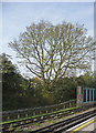 Oak tree, Oakwood Station, London N14