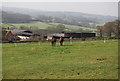 TQ6225 : Horses, Froghole Farm by N Chadwick