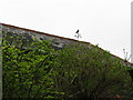 Owl weather vane on roof in Sutton village