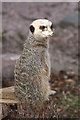 NN7819 : Meerkat (Suricata suricatta), Auchingarrich Wildlife Centre by Mike Pennington