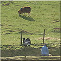 NN7819 : The World Famous Tartan Sheep. Auchingarrich Wildlife Centre by Mike Pennington