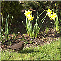 Blackbird (Turdus merula), Inverness