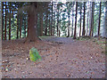 Path in the forest