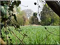 Ruins, near Wards Roughs