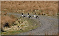 NY7460 : Canada Geese by Peter McDermott