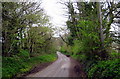 ST5200 : Tree-lined lane from Hooke Park by Sarah Smith