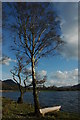 Silver birch on the shore of Bassenthwaite