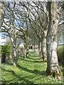 Daisy-floored path between sycamore trees leading to Eglwys St Peirio