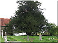 Large Yew tree in Bignor cemetery