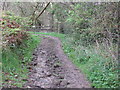 Bend in bridleway