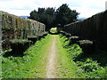 Hedge Lined Path