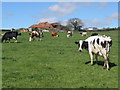 SX6988 : Dairy herd, at Lower Withecombe Farm by Roger Cornfoot