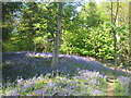 Bluebells in Middleton Woods