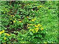 Marsh marigolds near a stream, Lydiard Park