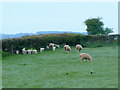 Ewes and lambs on Easter Sunday morning