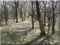 Bare trees, above Hunters Tor