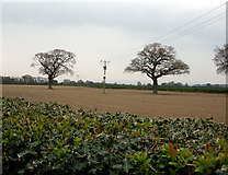 SJ3356 : Bare trees and fields by Bob Shires