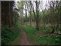 Robin Hood Way through Elkesley Wood