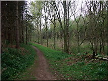 SK6874 : Robin Hood Way through Elkesley Wood by Tim Heaton