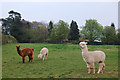 SP4770 : Alpacas at Toft Hill by Andy F