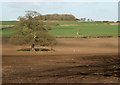 SS8578 : Oak in field at Tythegston by eswales