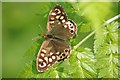 Speckled Wood in Grove House Wood