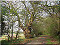 An ancient lane