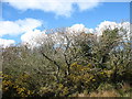 Bursting into leaf - the woodlands at Brynddu