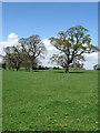 Three Oaks near Broomhurst Farm