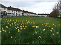 Gortrush Park, Omagh