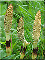 Common horsetail (Equisetum arvense )