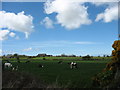 Grazing land east of the ruined Maes Mawr Farmhouse