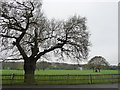 Cricket ground, Dulwich Common