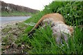 SS5643 : A dead fox on the A3123. by Roger A Smith