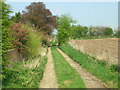 Farm Track near the Elms