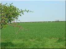 TA0863 : Farmland off Sandy Lane by JThomas