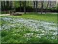 Daises in Hatfield Green