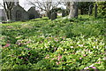 Primroses in the churchyard at Germoe