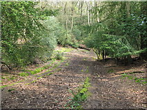 TQ0122 : Bridleway descending into Hammonds Wood by Dave Spicer