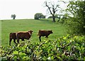 Young cattle on Stafford Common.