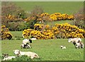 Sheep, Glentaisie