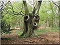 Old Beech tree