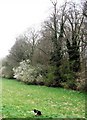 Woodland behind the Wides, on the Wendover Arm